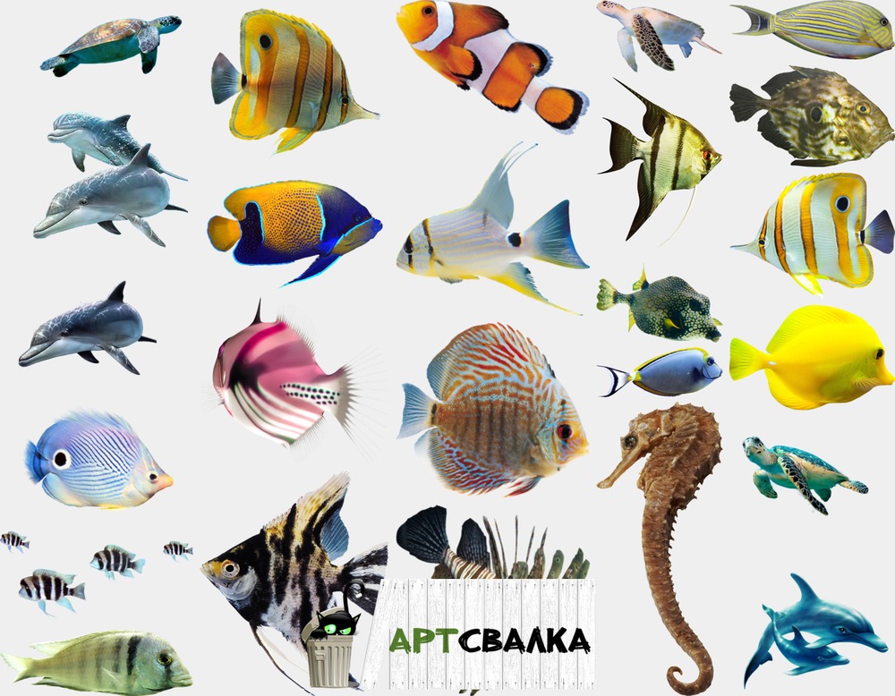 Морские рыбки на прозрачном фоне | Marine fish on a transparent background